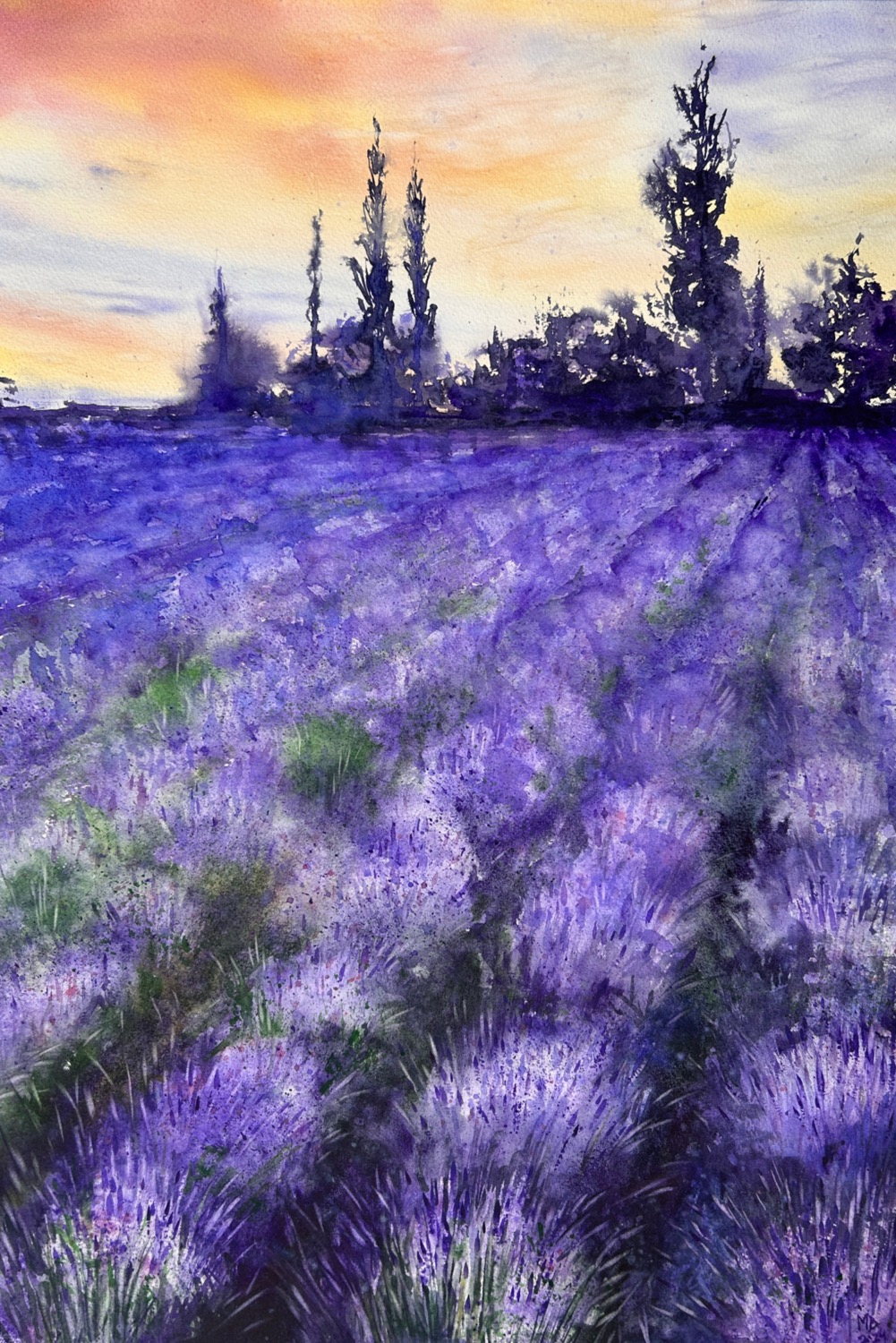 lawenda